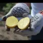 Насіннєва картопля Арізона Черкаська область купити якісну - фото № 1