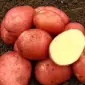 Насіннєва картопля Ред Леді Волинська область купити - фото № 1