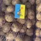 Насіннєва картопля Саншайн Одеська область купити з доставкою - фото № 1