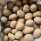 Продаж якісної посадкової картоплі Арізона - фото № 1