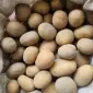 Посадкова картопля Арізона Закарпатська область купити якісну - фото № 1