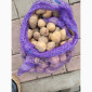 Продаж насіння картоплі Рівʼєра оптом - фото № 2