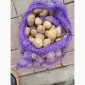 ФГ реалізує насіння картоплі сорту Рівʼєра. Оптом від 10 тонн. 2-га репродукція - фото № 2
