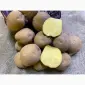 Продаж насіннєвої картоплі в Житомирській області - сорти 1 - фото № 1
