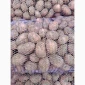 Продається насіннєва картопля Ред Леді - фото № 3