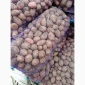 Продається насіннєва картопля Ред Леді - фото № 4