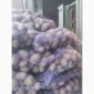 Продажа картошки Люсинка - фото № 1
