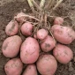 Насіннєва картопля Беллароза на продаж - фото № 1