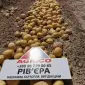 Насіннєва картопля Рів’єра 1-2 репродукція оптом від 5 тонн - фото № 1