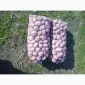 Продам картоплю сорту Бела Роса - фото № 1