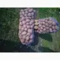 Продам картоплю сорту Бела Роса - фото № 4