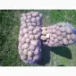 Продам картоплю сорту Бела Роса - фото № 5