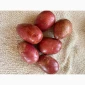 Рожева картопля сорт Алюет високої якості - фото № 1