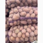 Продам товарную картошку сорт білоросу - фото № 2