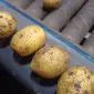 Посадочная картошка сорт Гала и Лили 2-ой репродукции - фото № 1