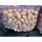 Продаж семенний картоплі сорту Гранада - фото № 1