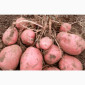 Куплю картоплю сорту "Мелоді" - фото № 1
