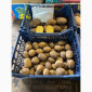 Продается семенной картофель 1 репродукции сорта Мікадо, Сорая - фото № 2
