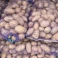 Продаж картоплі сорту Королева Анна від 20 тонн - фото № 1