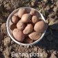 Продажа картофеля сорта Беллароза оптом - фото № 1