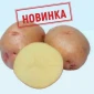 Продаж насіння картоплі оптом - фото № 1