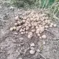Куплю насіннєву картоплю еліта та супереліта гуртом / Насіннєва картопля еліта - фото № 1
