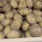 Приймаємо насіннєву картоплю від господарств і аграріїв / Насіннєва картопля - фото № 1