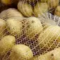Оптом куплю картоплю різних сортів і калібрів / без гнилі - фото № 1