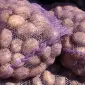 Куплю картофель оптом с хозяйств / Без посредников. От 10 тонн - фото № 1