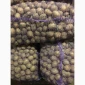 Продажа семенного картофеля Аризона и Ривьера - фото № 1