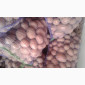 Продажа картошки сорта Белла Росса - фото № 2