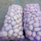 Картопля Белла Росса від населення - фото № 2