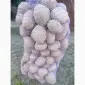 Продам картоплю Белла Росса від населення - фото № 3