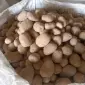 Продам товарну картоплю в біг-бегах 1000 кг. Ціна з ПДВ - фото № 1