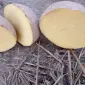 Продам товарну картоплю в біг-бегах 1000 кг. Ціна з ПДВ - фото № 3