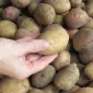Продажа посадочного картофеля оптом - фото № 1