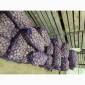 Продам насіннєву картоплю БІЛА РОСА 3 репродукція - фото № 2