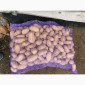 Продается картофель сорта Гранада - фото № 11