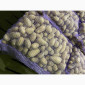 Продаж картоплі сорт Гранада - фото № 12