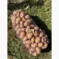 Продам картоплю сорту "Раномі" - фото № 1