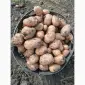 Продам товарну картоплю Бела Роса Балтік Роуз - фото № 9