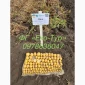 Продажа насіння картоплі сортів Беллароза і Берніна - фото № 3