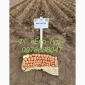 Продажа насіння картоплі сортів Беллароза і Берніна - фото № 2