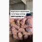 Продажа семенного картофеля - фото № 1