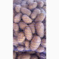 Картофель польский Vineta на продажу - фото № 2