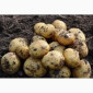 Замовлення молодої картоплі оптом - фото № 1