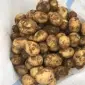 Молода картопля гуртом від виробника - фото № 1