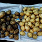 Продаж молодої картоплі оптом - фото № 1