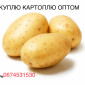 Купівля картоплі оптом - фото № 1