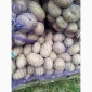 Куплю картоплю сорт Белароса, Мелоді - фото № 2